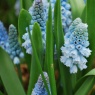 Muscari azureum AGM