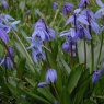 Scilla siberica 'Spring Beauty' AGM