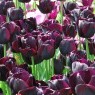 Tulipa 'Paul Scherer'