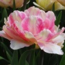 Tulipa 'Foxtrot'