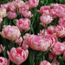 Tulipa 'Foxtrot'