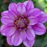 Dahlia 'Seduction'