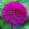 Dahlia 'Rocco'