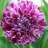 Dahlia 'Marble Ball'