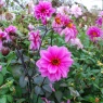 Dahlia 'Fascination'