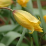 Tulipa sylvestris