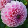 Dahlia 'Stolz von Berlin'