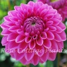 Dahlia 'Sandra'