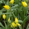 Tulipa sylvestris