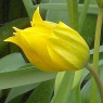 Tulipa sylvestris