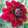 Dahlia 'Karma Naomi'