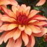 Dahlia 'Gallery Art Deco'