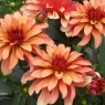 Dahlia 'Gallery Art Deco'