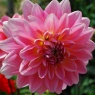 Dahlia 'Gerrie Hoek'