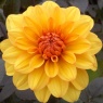 Dahlia 'David Howard' AGM