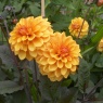 Dahlia 'David Howard'