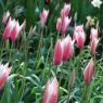 Tulipa clusiana 'Peppermintstick' AGM