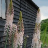 Eremurus robustus AGM