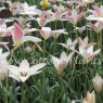 Tulipa clusiana 'Lady Jane'