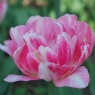 Tulipa 'Peach Blossom'