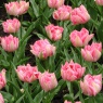 Tulipa 'Peach Blossom'
