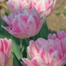 Tulipa 'Peach Blossom'