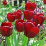Tulipa 'Jan Reus'