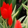 Tulipa praestans 'Unicum'