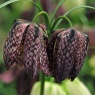 Fritillaria meleagris AGM