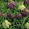 Fritillaria meleagris AGM