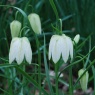 Fritillaria meleagris alba