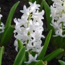 Hyacinth 'Carnegie'