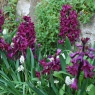 Hyacinth 'Woodstock'