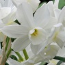 Narcissus 'Petrel'