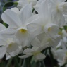 Narcissus 'Petrel'