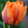 Tulipa 'Hermitage'