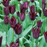 Tulipa 'Havran'