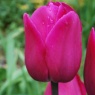 Tulipa 'Barcelona' AGM