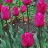 Tulipa 'Barcelona' AGM