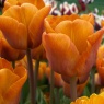 Tulipa 'Cairo'