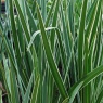 Camassia leichtlinii 'Sacajawea' variegated foliage