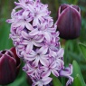 Hyacinth 'Splendid Cornelia'