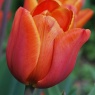 Tulipa 'Annie Schilder'