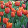 Tulipa 'Annie Schilder'