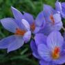 Crocus speciosus 'Conqueror'