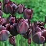 Tulipa 'Queen of Night'