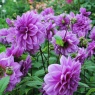 Dahlia Lilac Time group