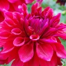 Dahlia 'Zorro' AGM