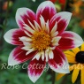 Dahlia 'Fashion Monger'