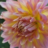 Dahlia 'Strawberry Ice' ('Kidds Climax')